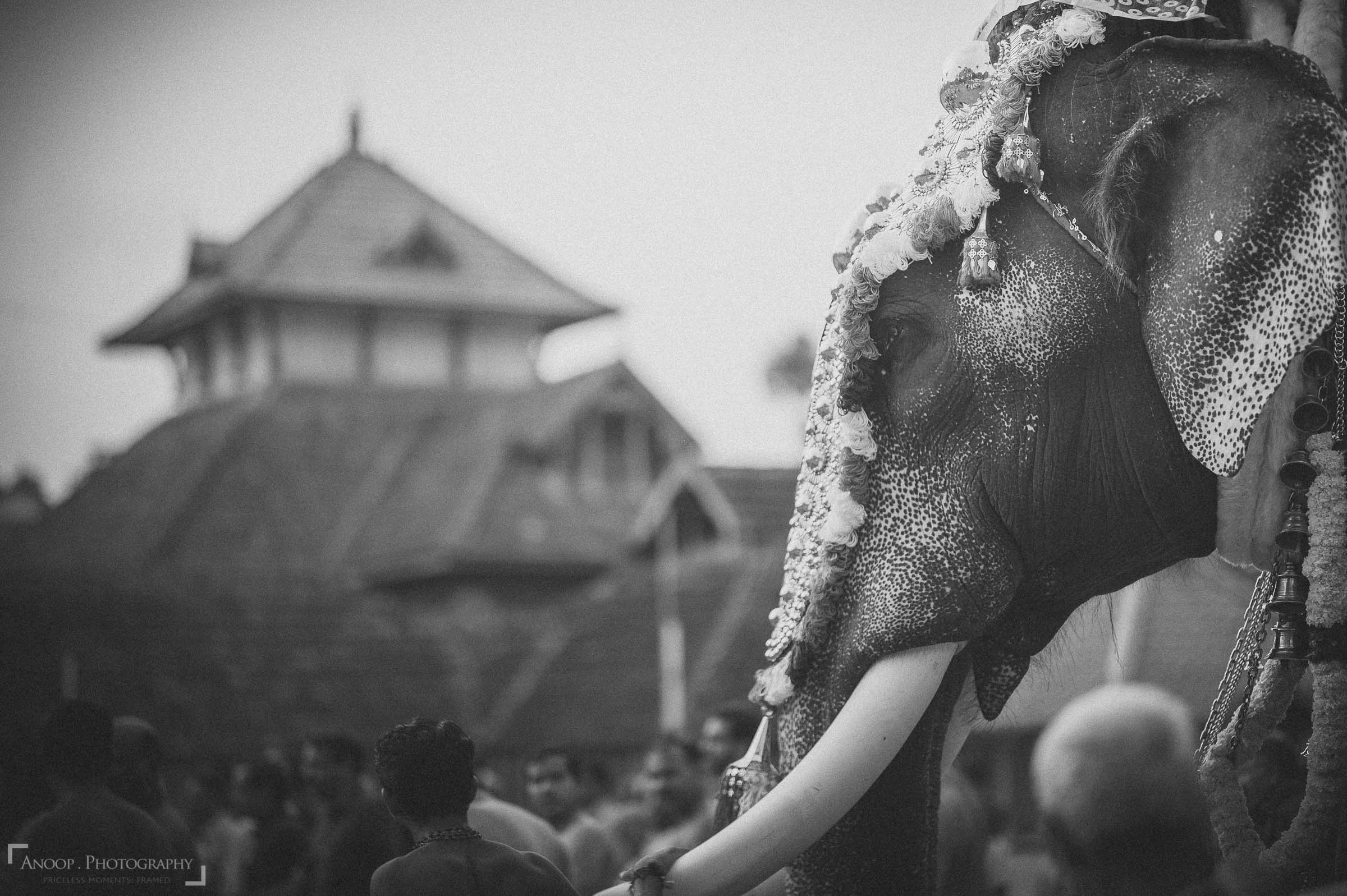 sigma-85mm-f1-4-art-lens-sample-photo-009