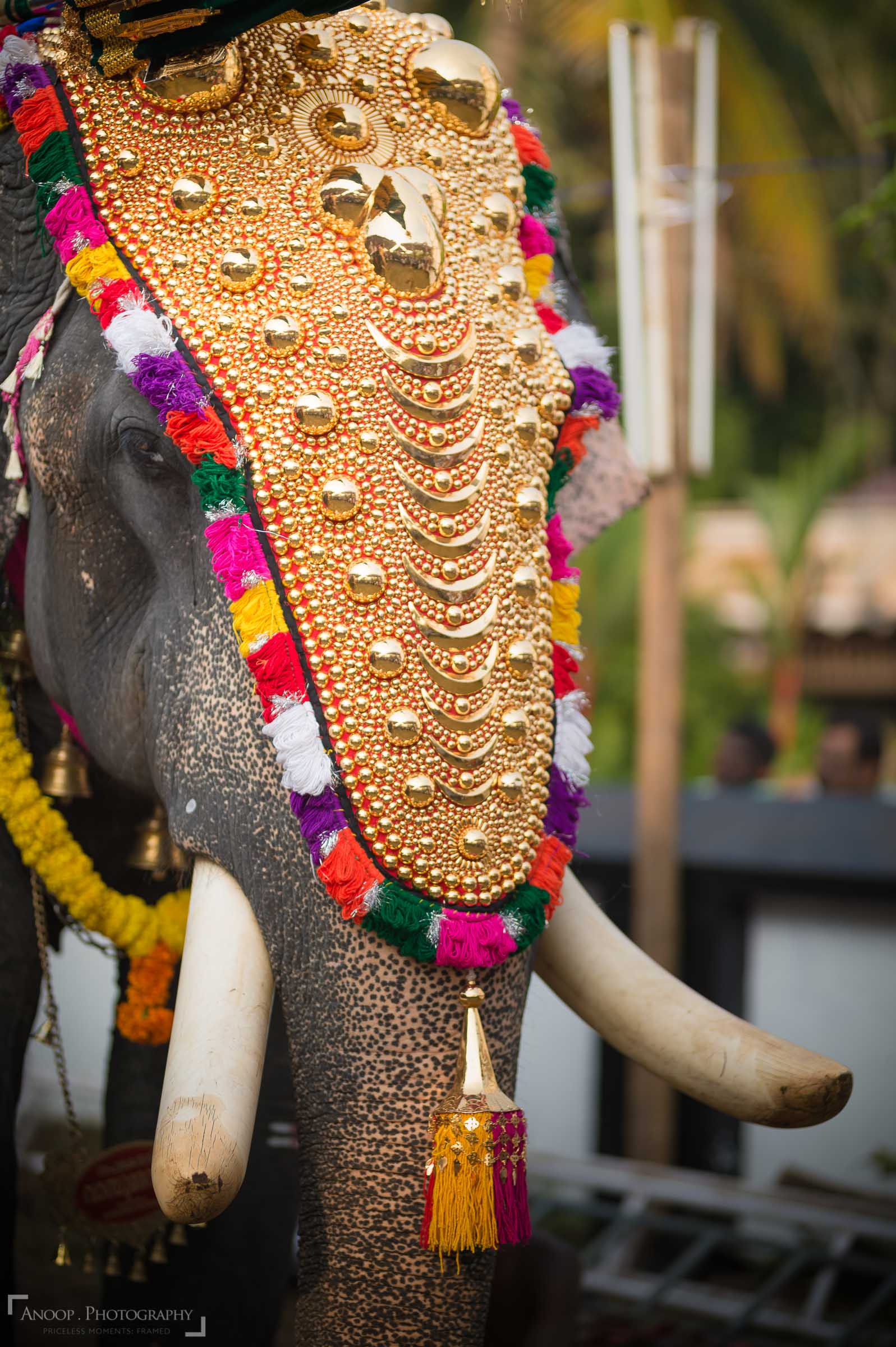 sigma-85mm-f1-4-art-lens-sample-photo-013