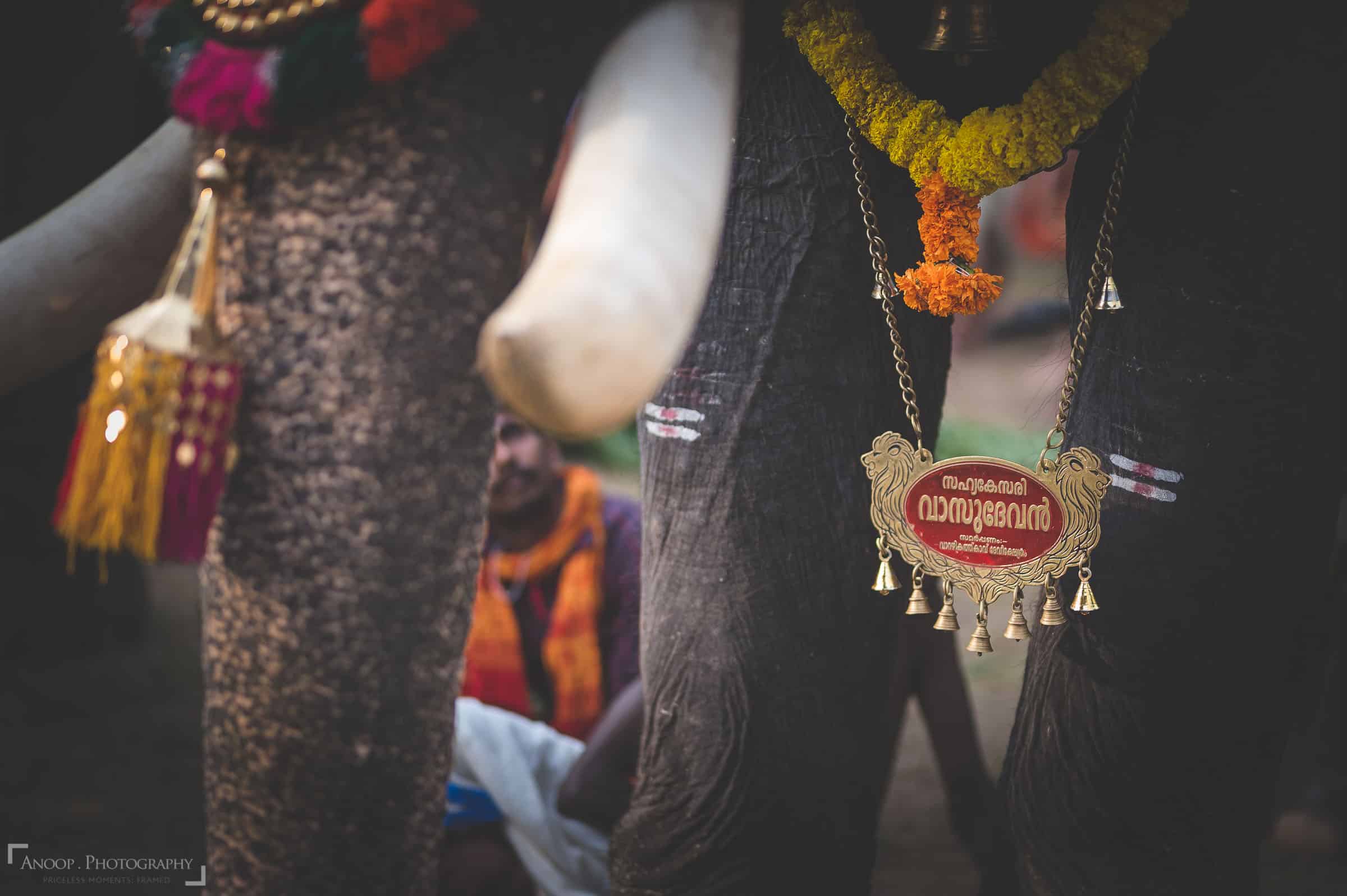 sigma-85mm-f1-4-art-lens-sample-photo-015